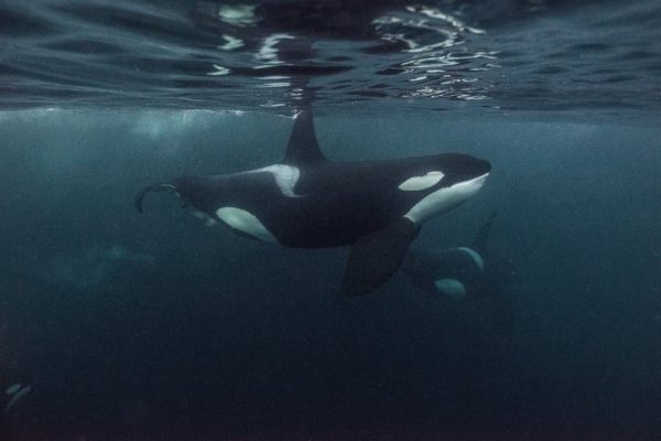 Orca swimming underwater in dark and moody waters.