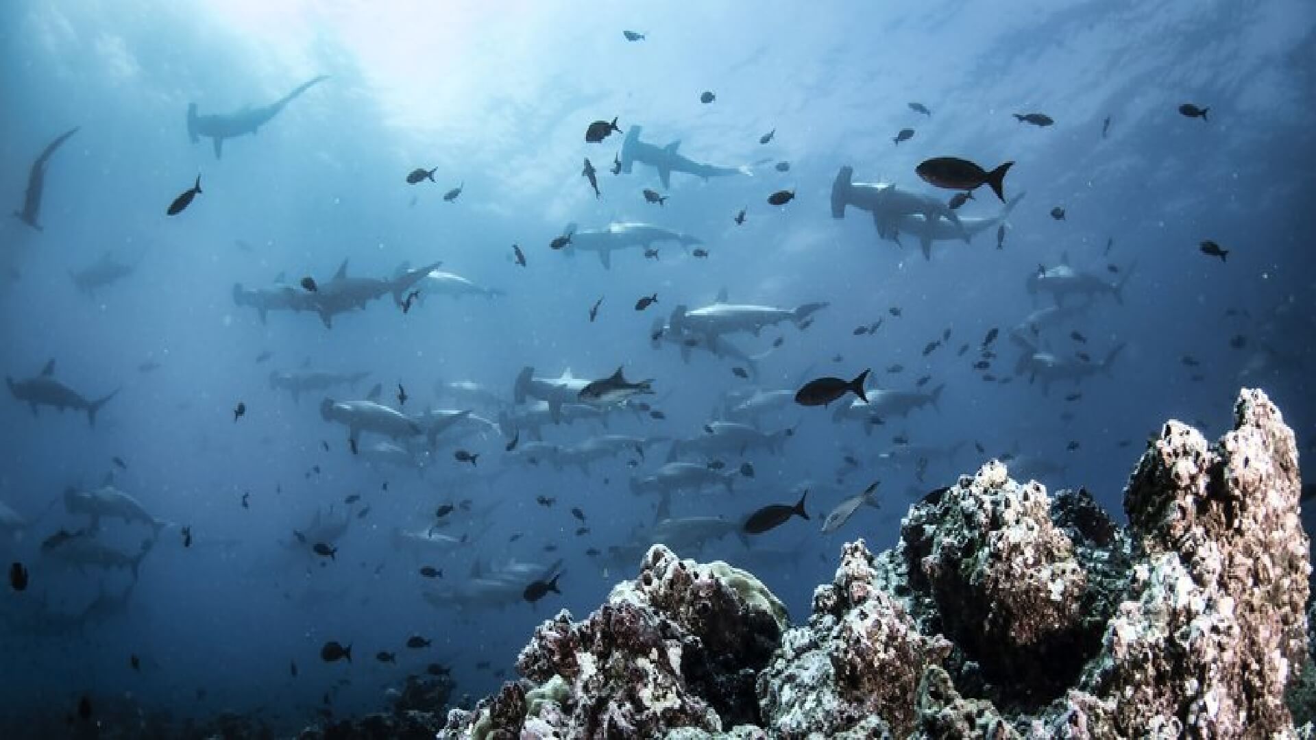 9 tips for planning your dive trip to the galapagos.