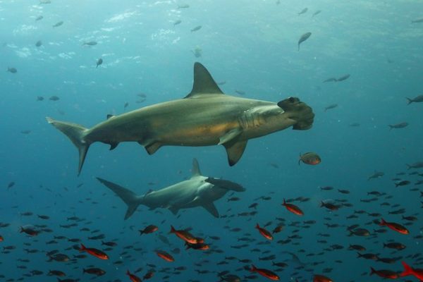 Hammerhead sharks of Galapagos islands