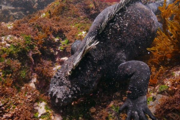 Galapagos Islands, Ecuador - May 11, 2018 : Galapagos marine iguana undersea (2018_0428_0520-05-11_114753)