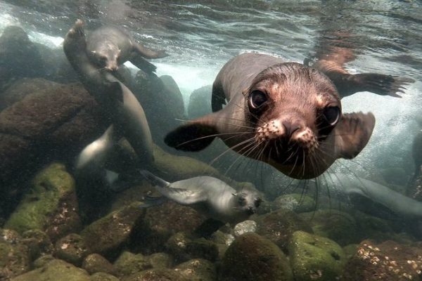 An underwater photo of curious sea lion getting closer and closer to the camera. In Galapagos you can see plenty of sea lions both on the beach and while scuba diving.