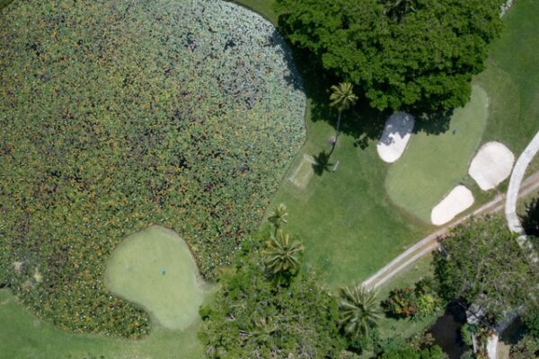 Golf Course and Lily Pond Aerial - Koro Sun Resort Medium