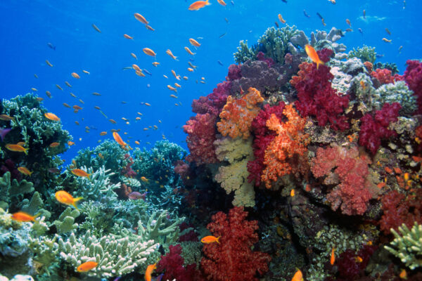 Beauitful Fiji soft coral gardens