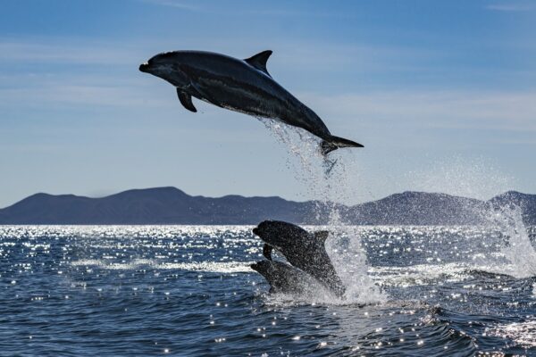 The common bottlenose dolphin, Tursiops truncatus, is a wide-ranging marine mammal of the family Delphinidae. Sea of Cortez. Loreto Bay National Marine Park, Baja California Sur, Mexico. Jumping. breaching.