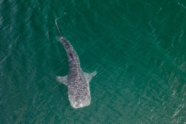 Aereal view of a whale shark swimming in the coast of La Paz, Baja California.